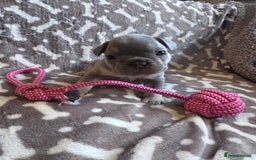 French Bulldog dogs for sale: Adorable French bulldog puppies!!🐶  - Image 2
