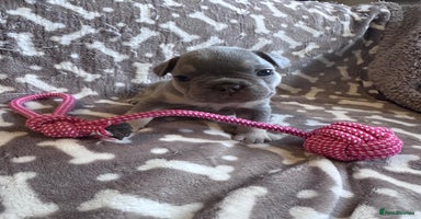 French Bulldog dogs - Advert 14