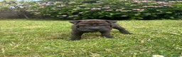 Shar Pei dogs for sale: Sharpei Puppies - Advert 22