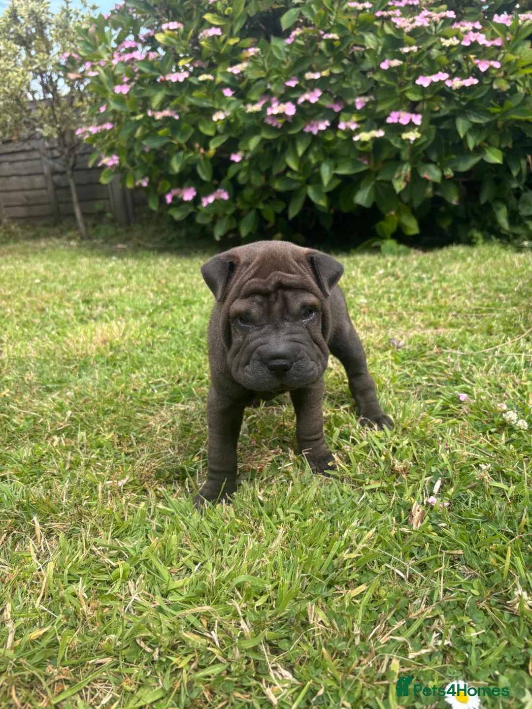 Shar Pei dogs for sale: Sharpei Puppies - Advert 22
