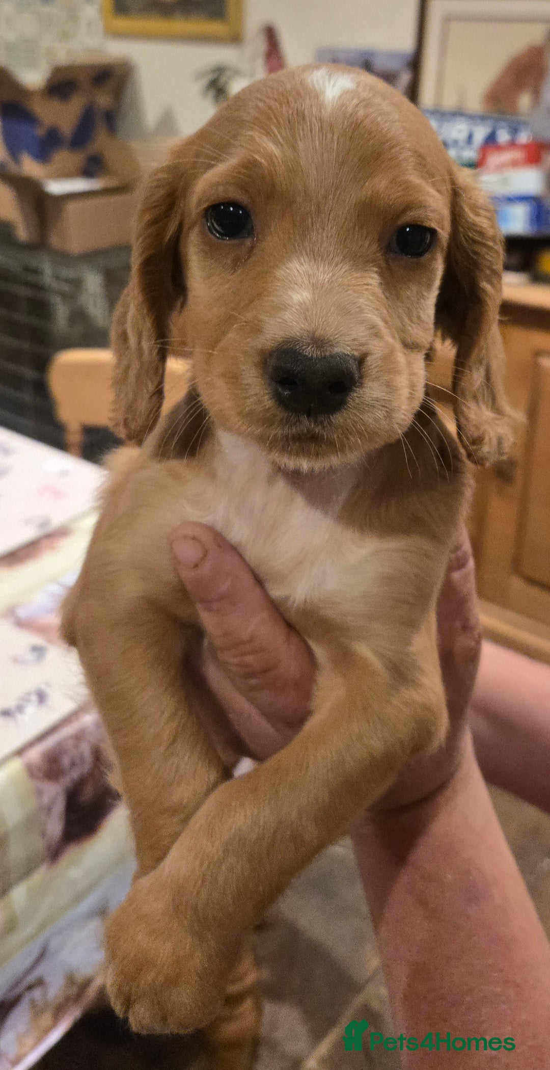 Cocker Spaniel dogs for sale: KC REGISTERED COCKER SPANIEL WORKING LINE PUPS  - Image 19