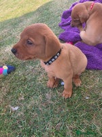 Labrador Retriever dogs - Advert 4