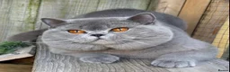 British Shorthair cats for sale: Beautiful boy - Advert 9
