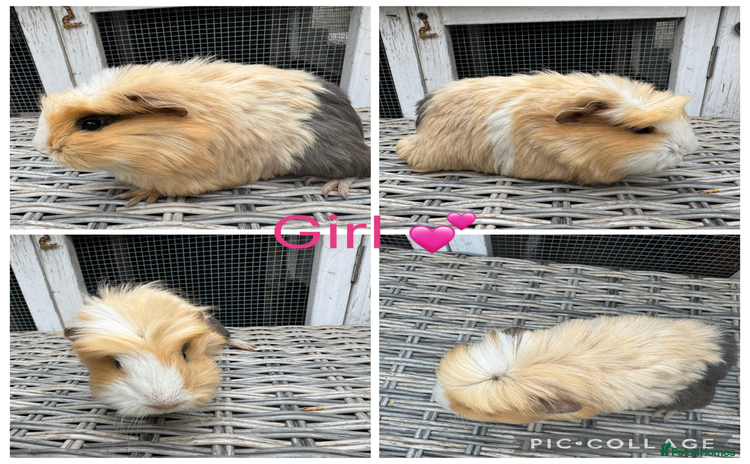 Guinea Pig rodents - Advert 1