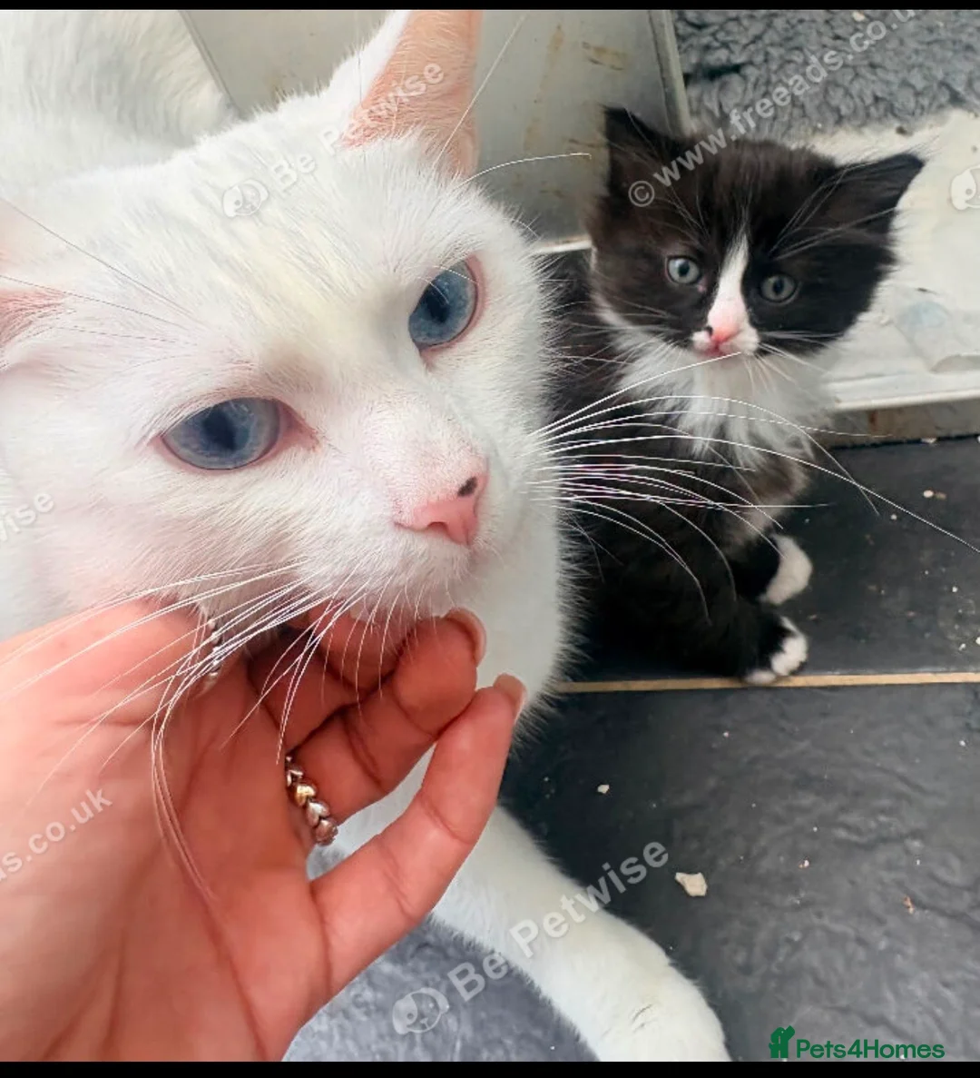 Ragdoll cats for sale: Tinkerbell  in Pontypridd - Advert 2