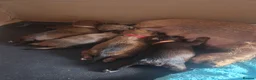 Mixed Breed dogs for sale: Shweenie puppies in Redcar - Advert 13