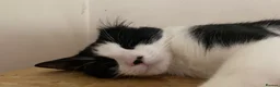 Domestic Shorthair cats for sale: Lovely home required  - Advert 4