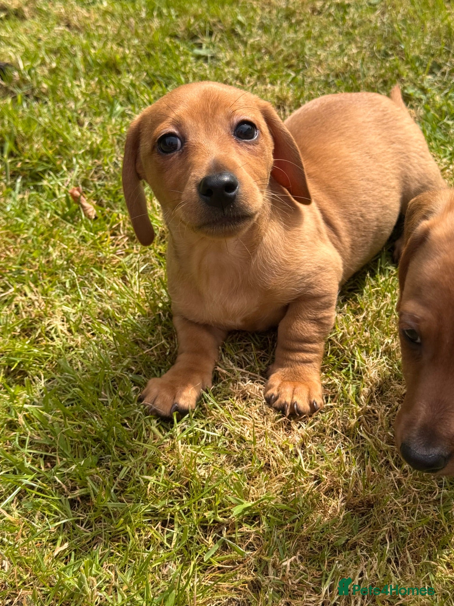 Jackshund dogs Dachshund X Jack Russell Puppies JACKSHUNDS  - Advert 1
