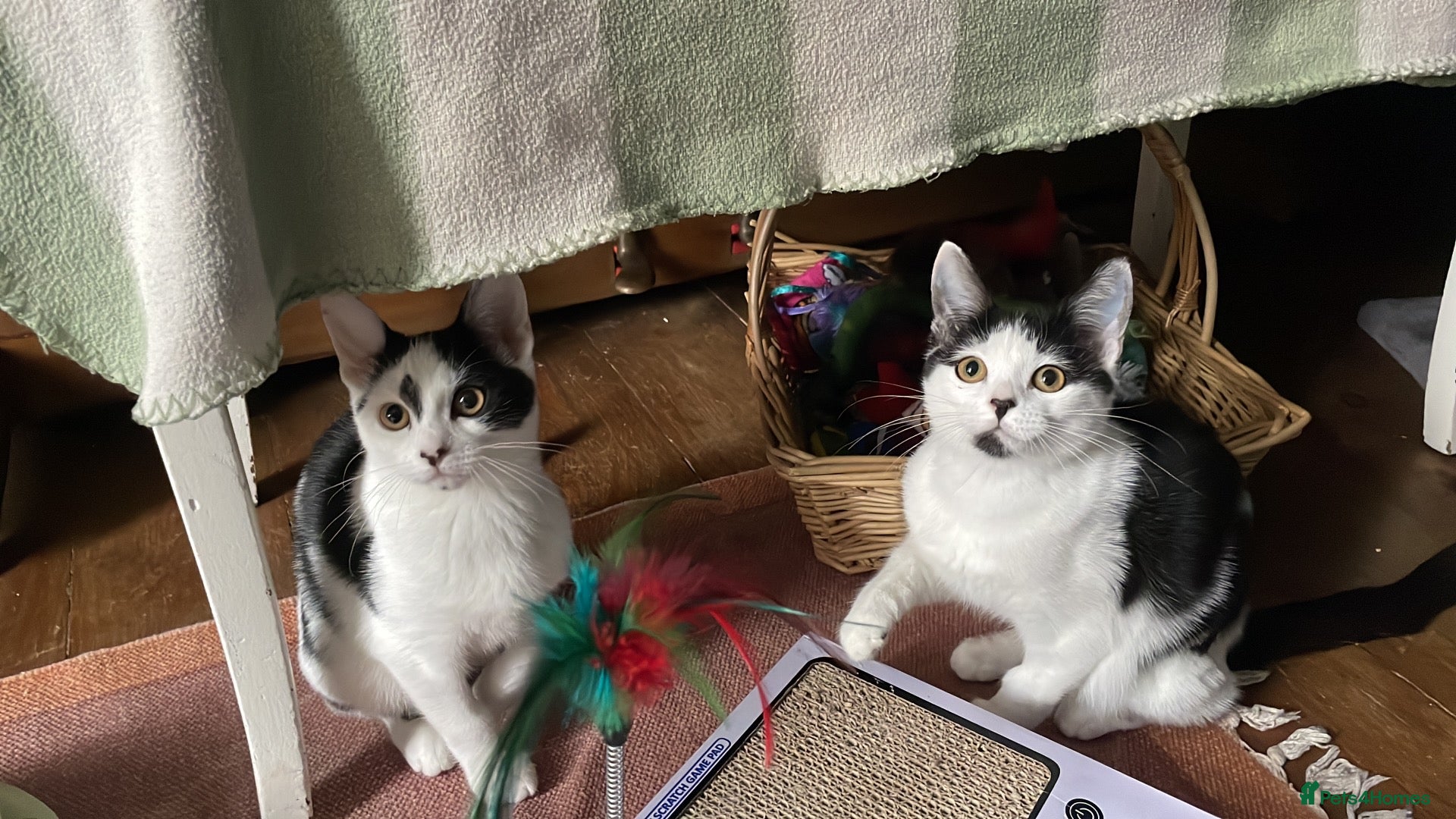 Domestic Shorthair cats Jelly & Custard, 4 month old sisters  - Advert 5