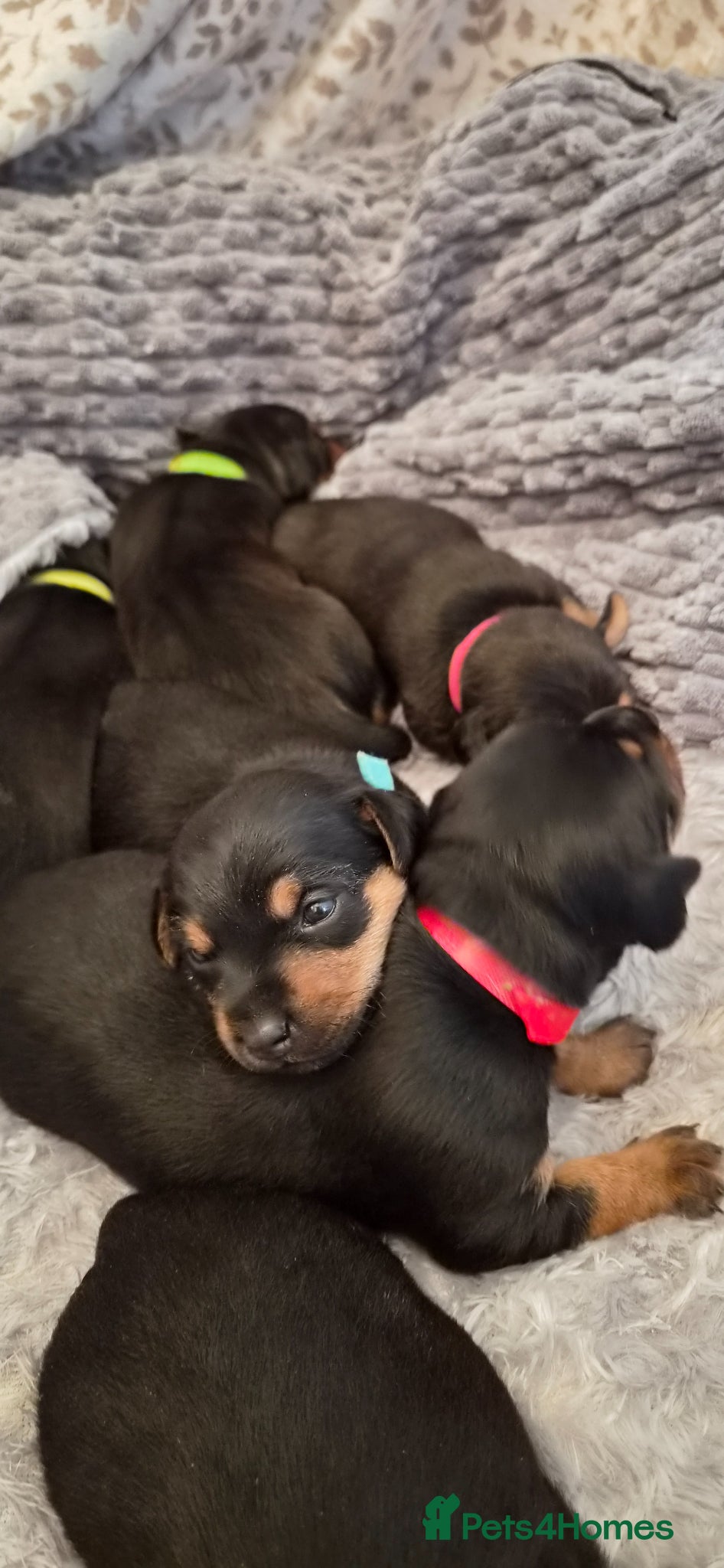 Mixed Breed dogs Jackpins - Advert 2
