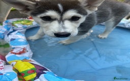 Siberian Husky dogs for sale: Lovely husky puppies, ready for new homes on 25/8 - Image 26