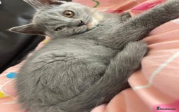 British Shorthair cats for sale: Beautiful 5th generation British shorthair kittens - Image 13