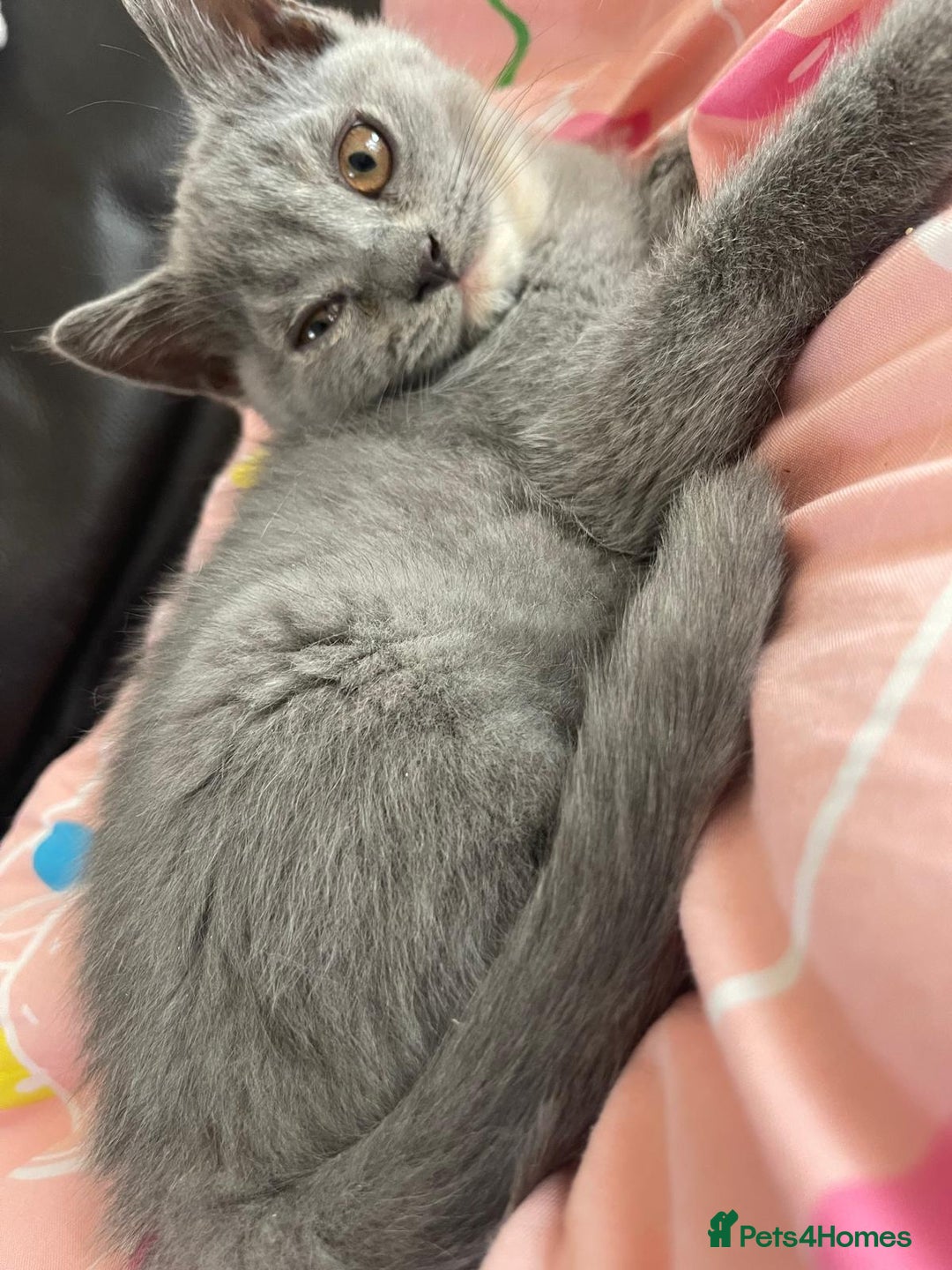 British Shorthair cats for sale: Beautiful 5th generation British shorthair kittens - Image 13