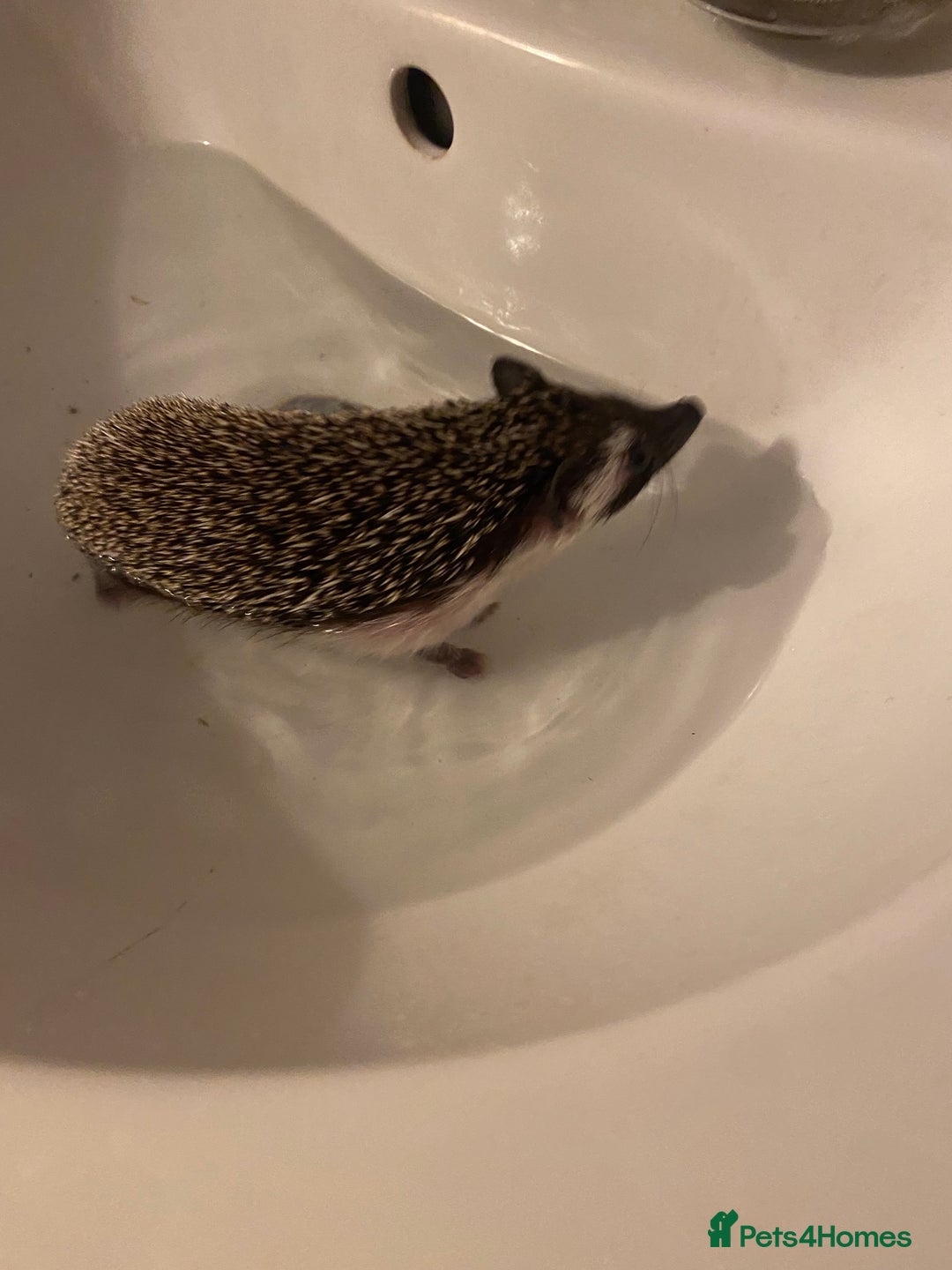 Pygmy Hedgehog rodents for sale: Twiglets looking for a new home  - Advert 6