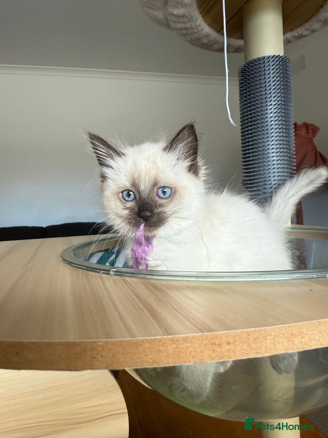 Ragdoll cats for sale: Ragdoll kittens cats - Image 2