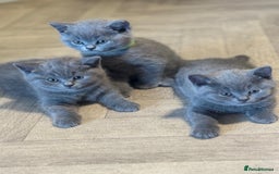 British Shorthair cats for sale: X-4 Gorgeous British-Shorthair Kittens  - Image 6