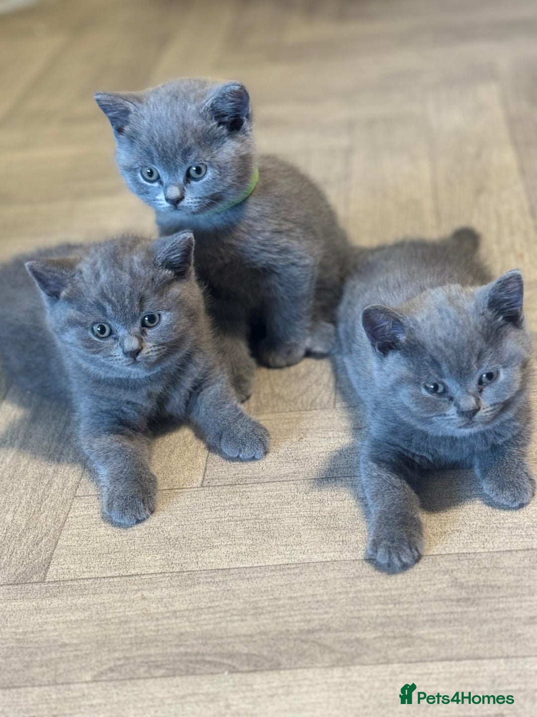 British Shorthair cats for sale: X-4 Gorgeous British-Shorthair Kittens  - Image 6