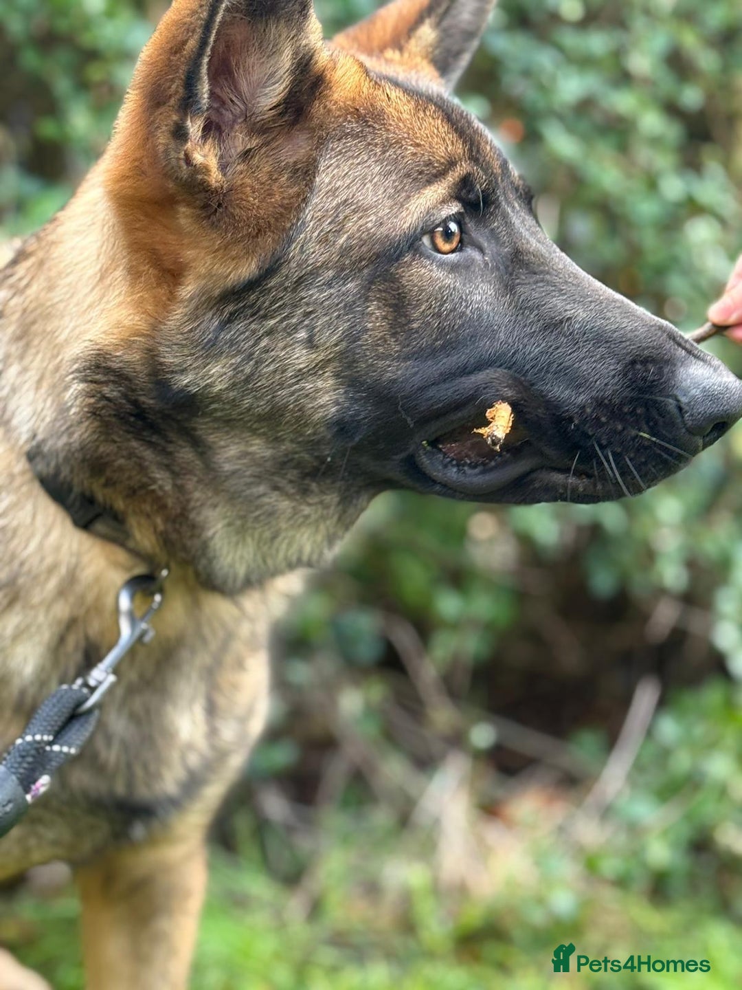 German Shepherd dogs for sale: Big beautiful German shepherd looking for new home - Advert 3