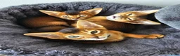 Abyssinian cats for sale: LAST TWO BOYS,champion line Abyssinian kittens🎖 - Advert 4