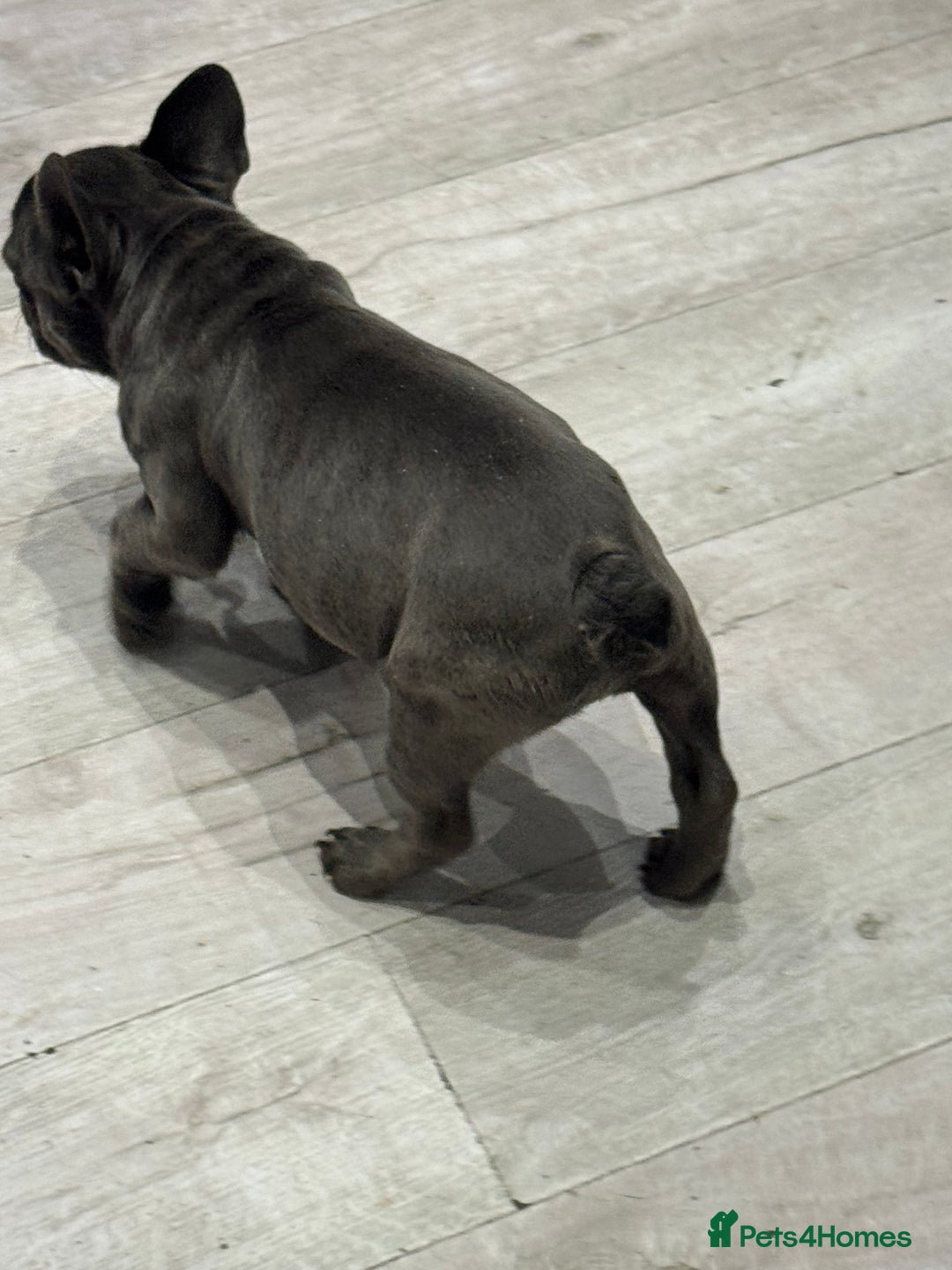 French Bulldog dogs for sale: French Bulldog Puppies - Ready Now  - Image 16