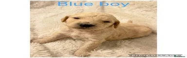 Labradoodle Puppy 1