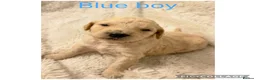 Labradoodle dogs for sale: Ready now rare silver f1bb standard labradoodles  - Advert 39