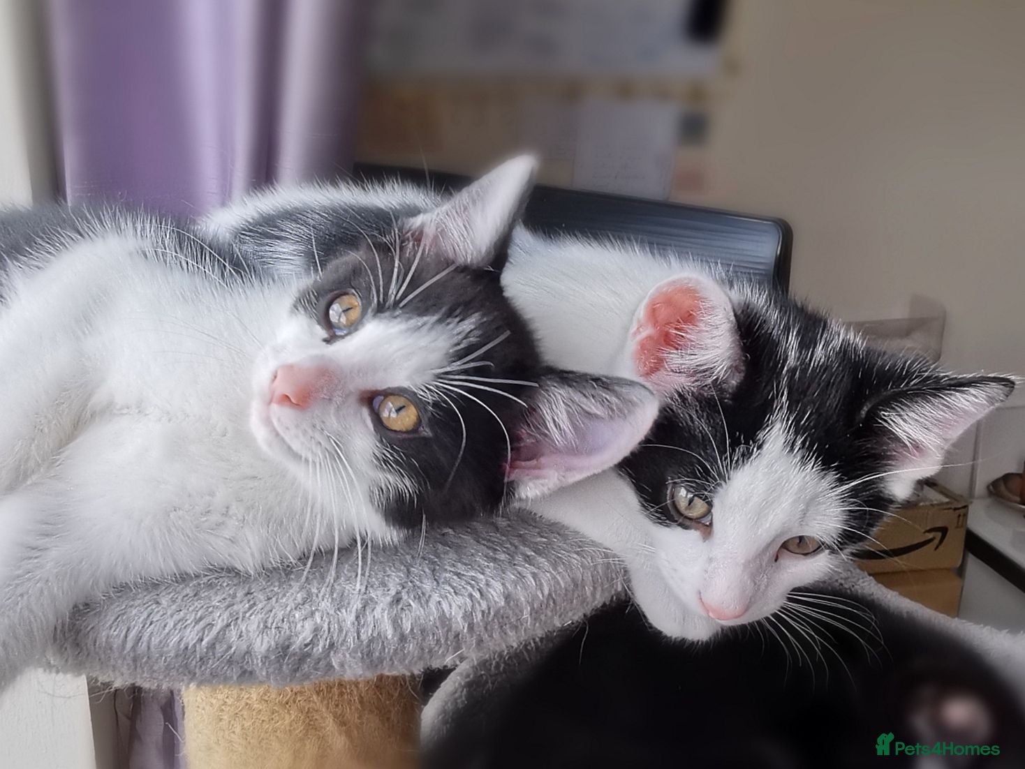 Mixed Breed cats Gorgeous, playful & affectionate kittens - Advert 3