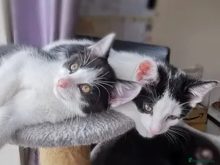 Mixed Breed cats Gorgeous, playful & affectionate kittens - Advert 3