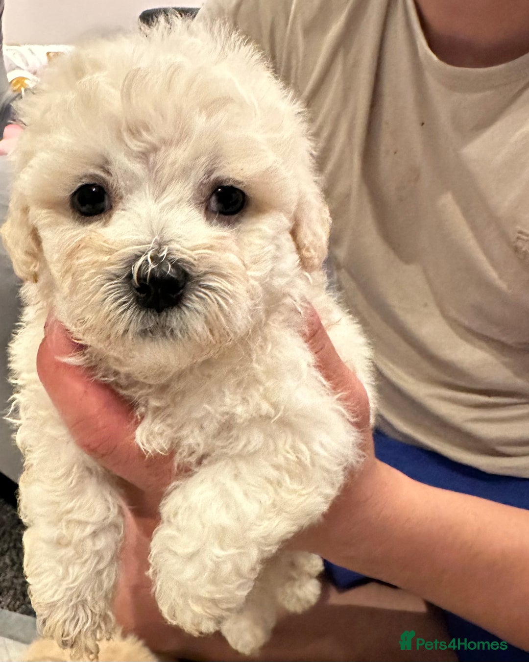Bichon Frise dogs for sale: Bichon Maltese - Image 4