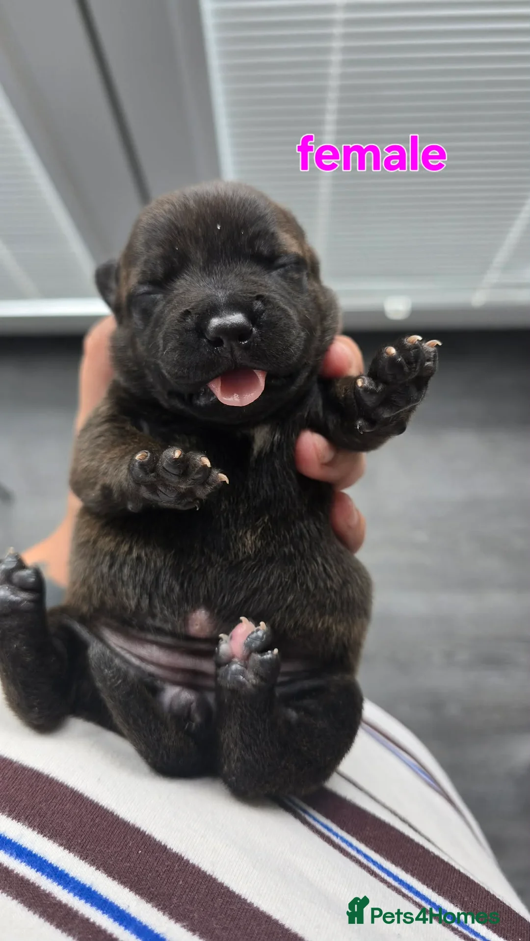 Staffordshire Bull Terrier dogs for sale: Staffy pups for sale  - Advert 10