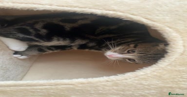 Scottish Fold cats - Advert 16