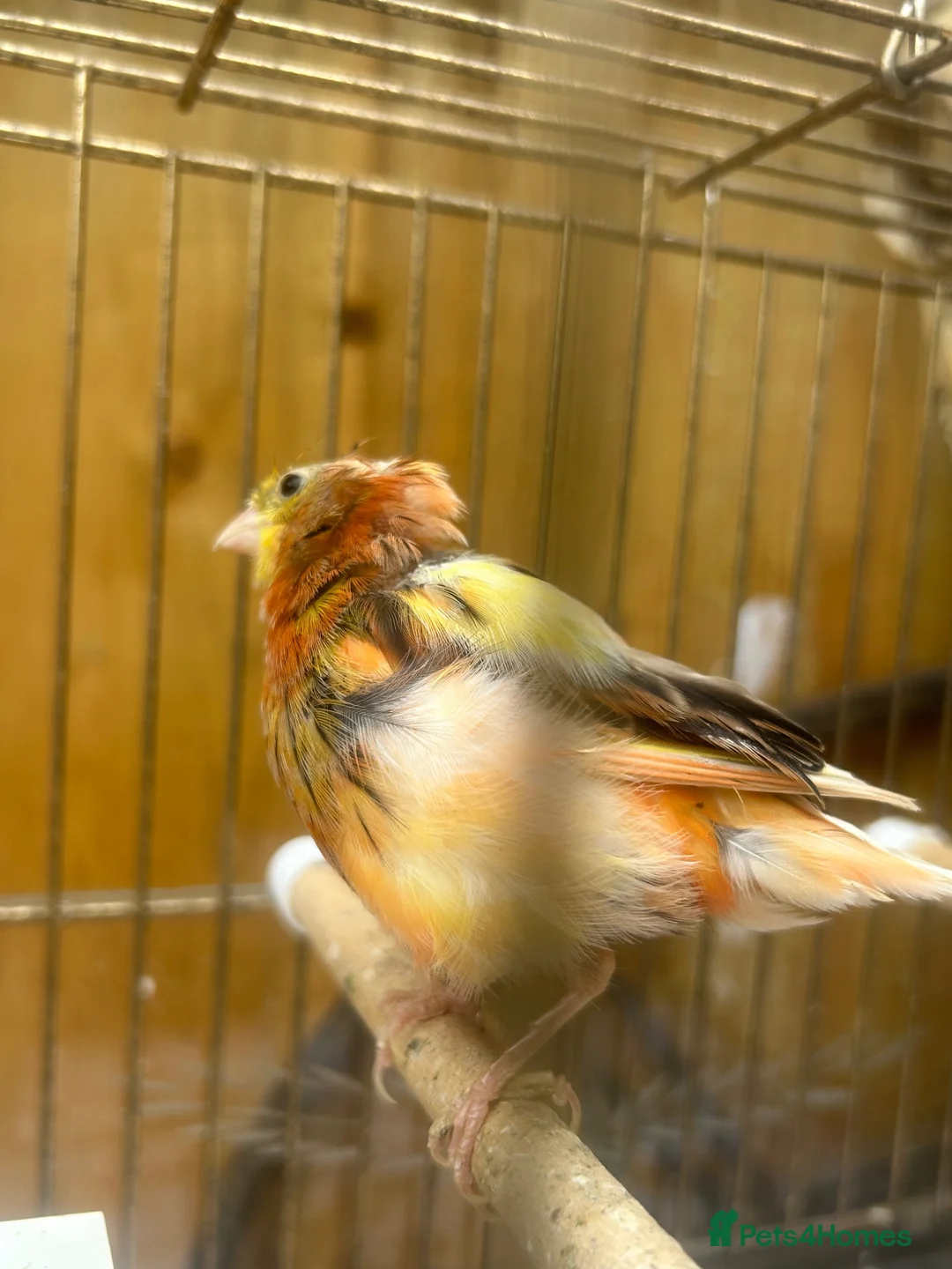 Canaries birds for sale: Canerys for sale  - Advert 1