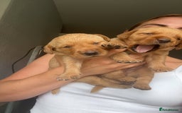 Goldador dogs for sale: Fox red goldador puppies ❤️ - Image 17