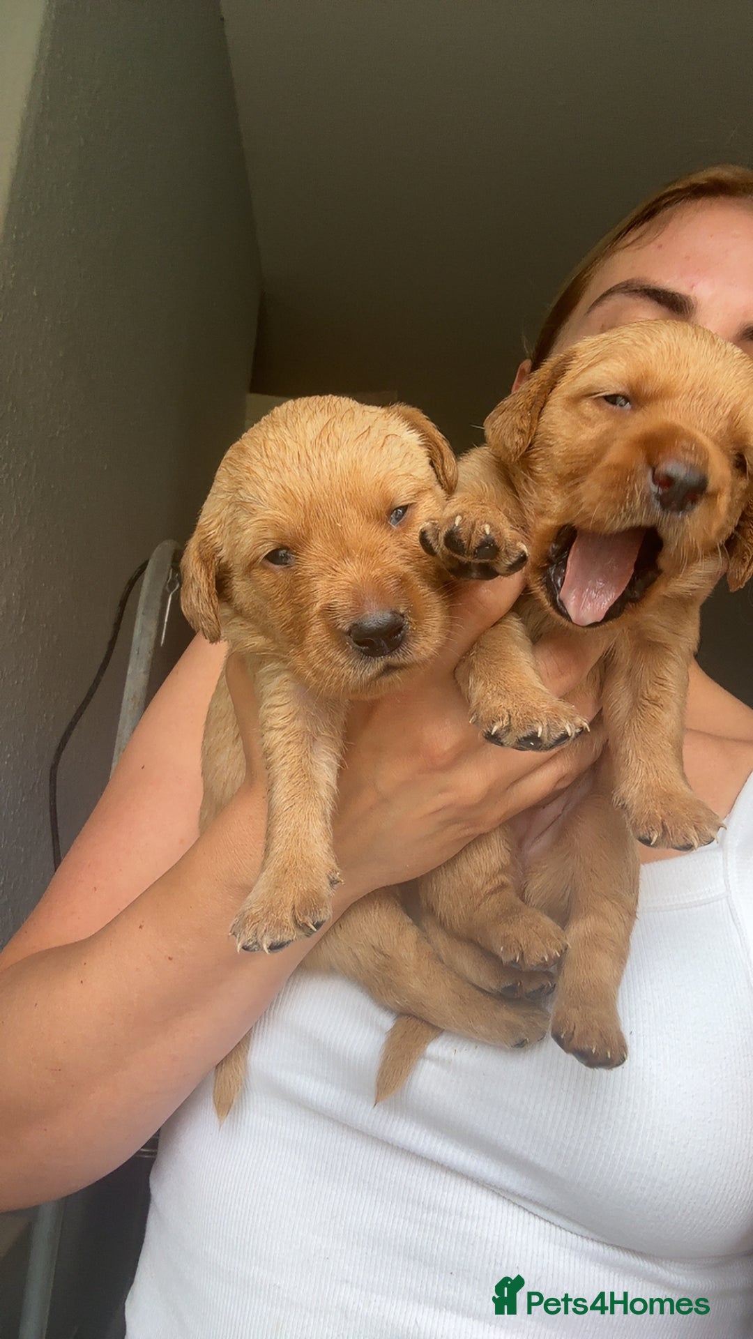 Goldador dogs for sale: Fox red goldador puppies ❤️ - Image 17