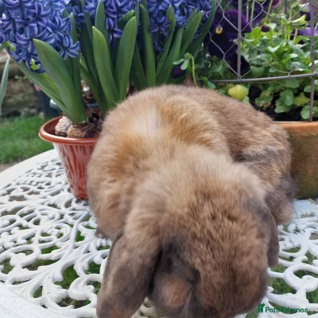 Mini Lop rabbits for sale: GREAT TYPE MINI LOP BUCK - Advert 4