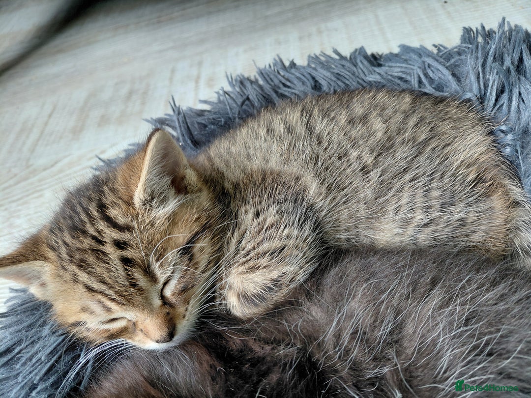 Maine Coon cats for sale: Kittens for sale half main coon - Image 25