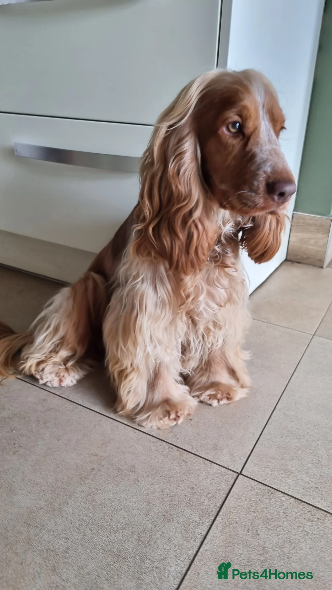 Cocker Spaniel dogs for stud: Show cocker health tested stud CHOCOLATE SABLE in Brentwood - Advert 15