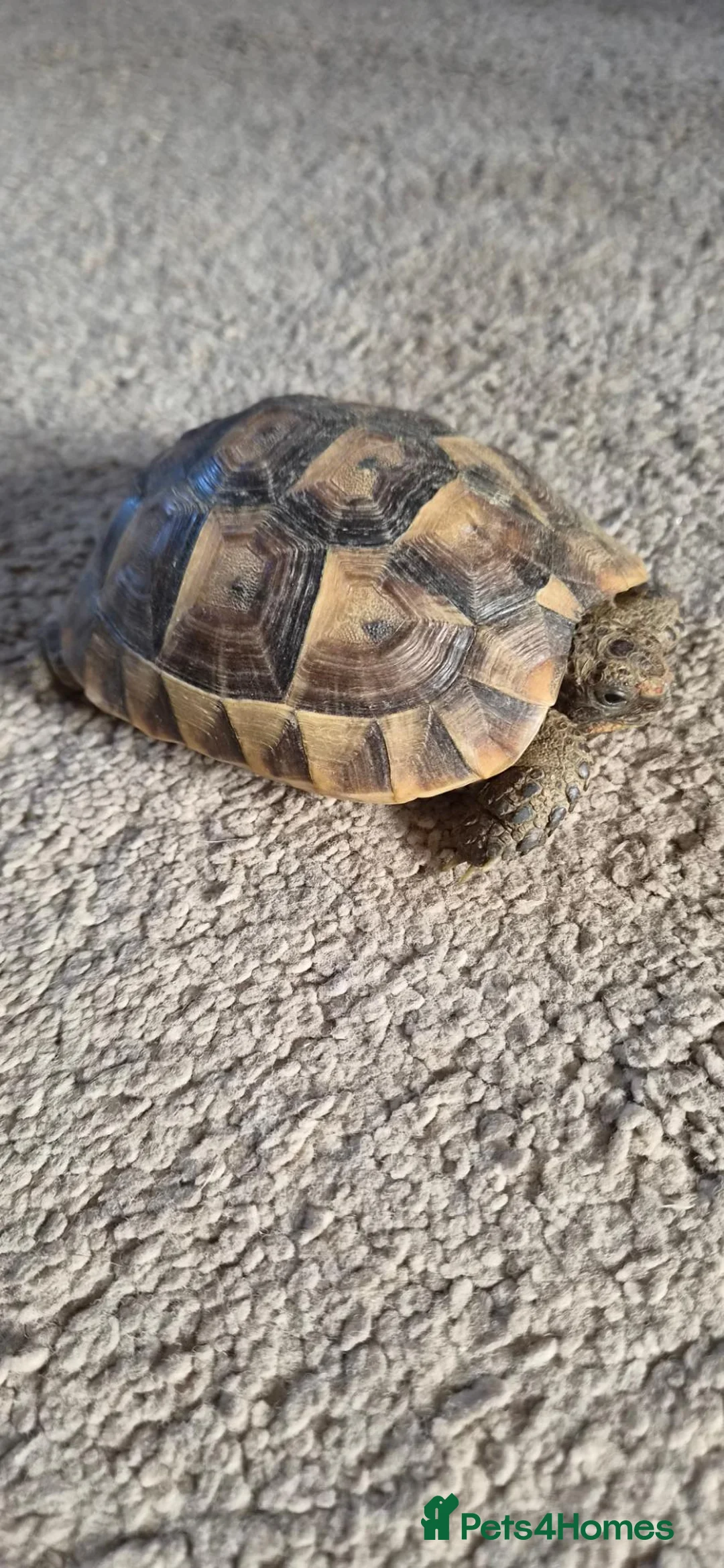 Tortoise reptiles for sale: Tortoise - Advert 6