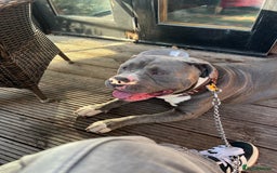 American Bulldog dogs for sale: Loving American Bulldog for Sale  - Image 5