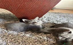 Russian Blue cats for sale: Adorable Silver Grey Russian blue kittens - Image 12