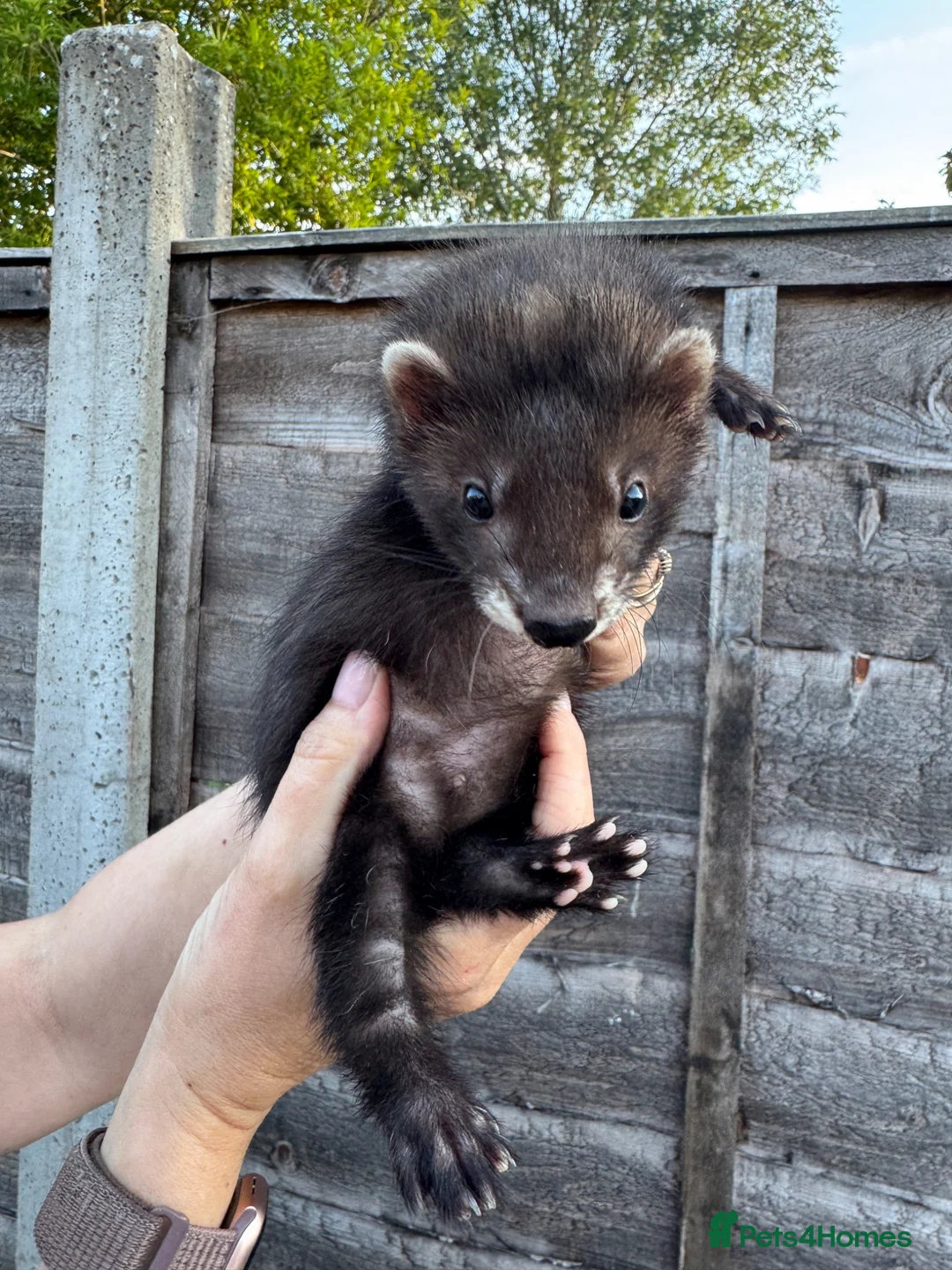 Ferret rodents for sale: Ferret kits  - Advert 2