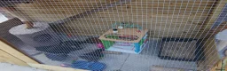 Mixed Breed cats for sale: Black kittens with brown stripes - Advert 13