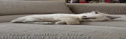 Ragdoll cats for sale: Ragdoll kittens (5 males/2 females) - Advert 5