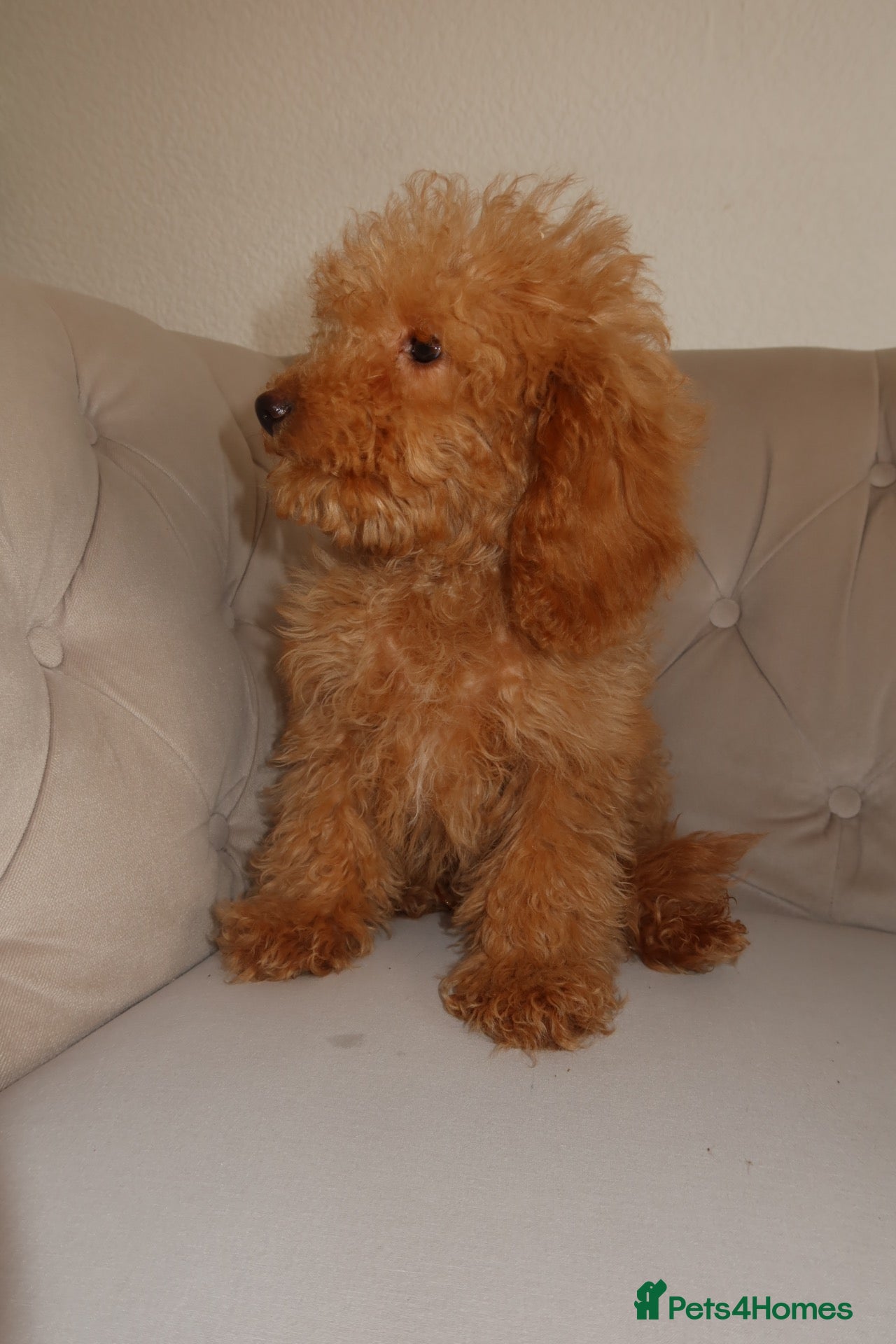 Toy Poodle dogs Toy poodle puppys - Advert 2
