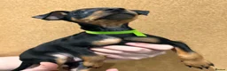 Miniature Pinscher dogs for sale:  Beautiful Purebred Miniature Pinscher Puppies  in Wakefield - Advert 26