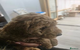 Miniature Poodle dogs for sale: Miniature poodle pups - Image 5