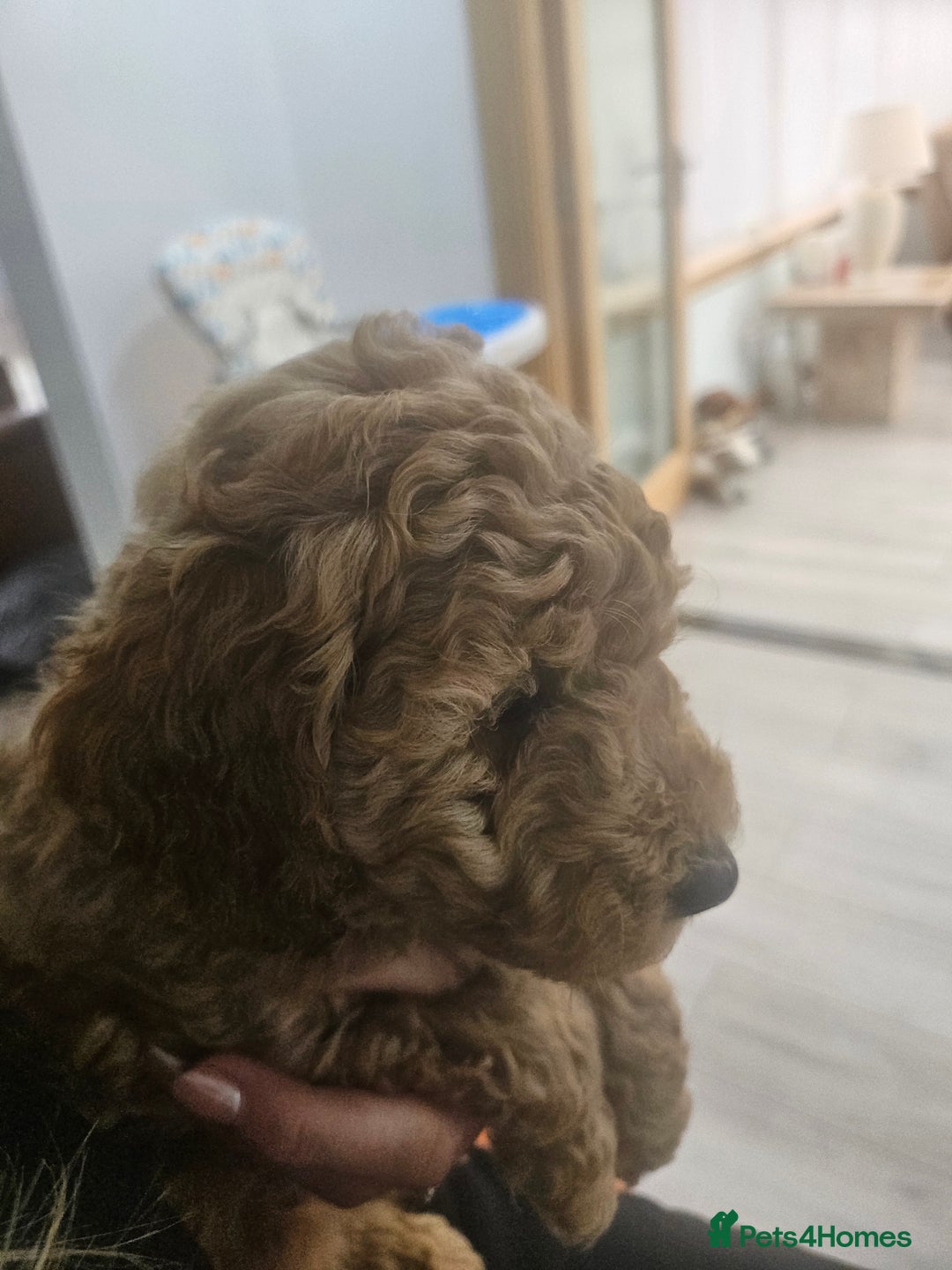 Miniature Poodle dogs for sale: Miniature poodle pups - Image 5