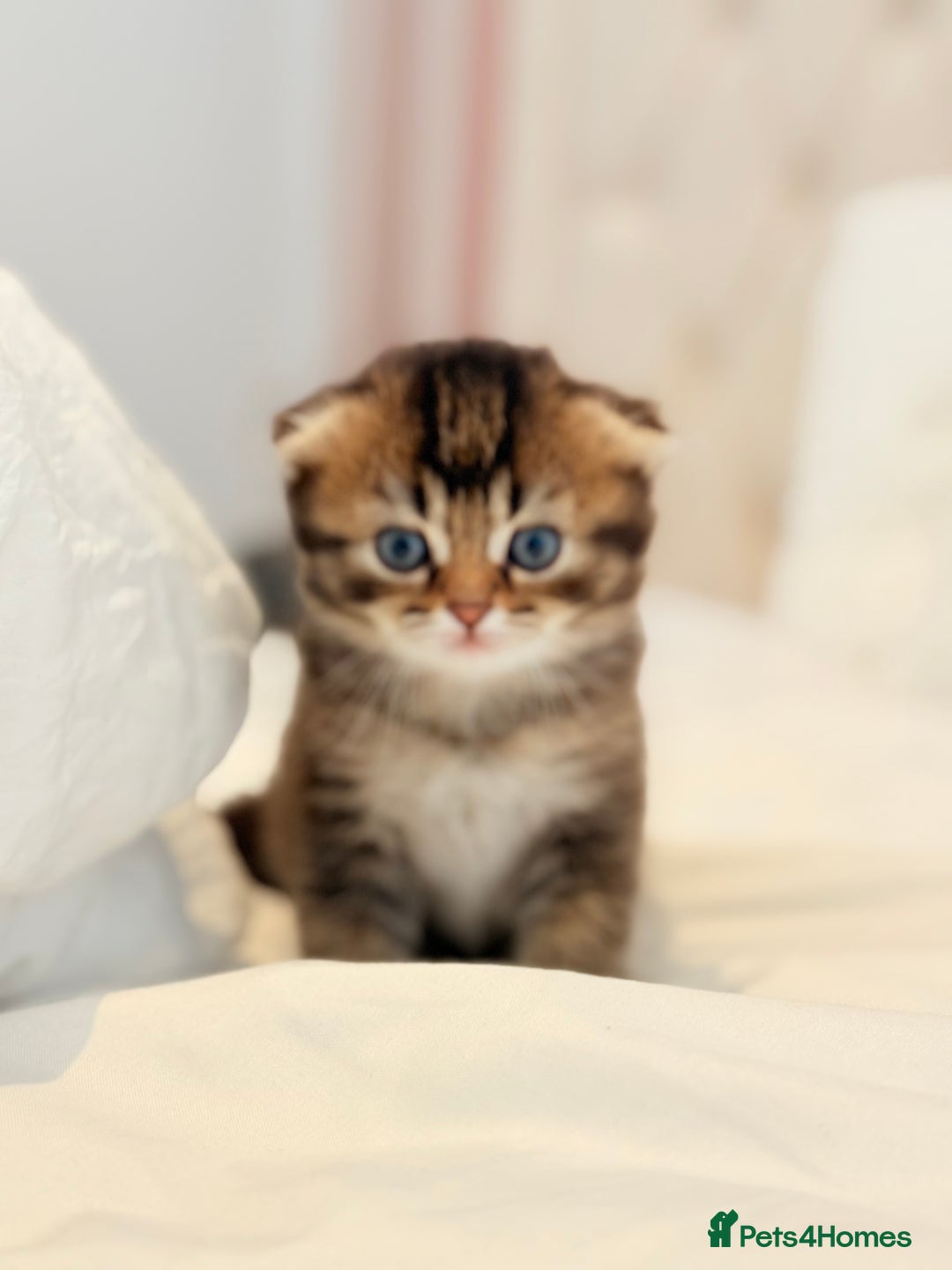 Scottish Fold cats for sale: Half Scottish half British short hair  in London - Image 24