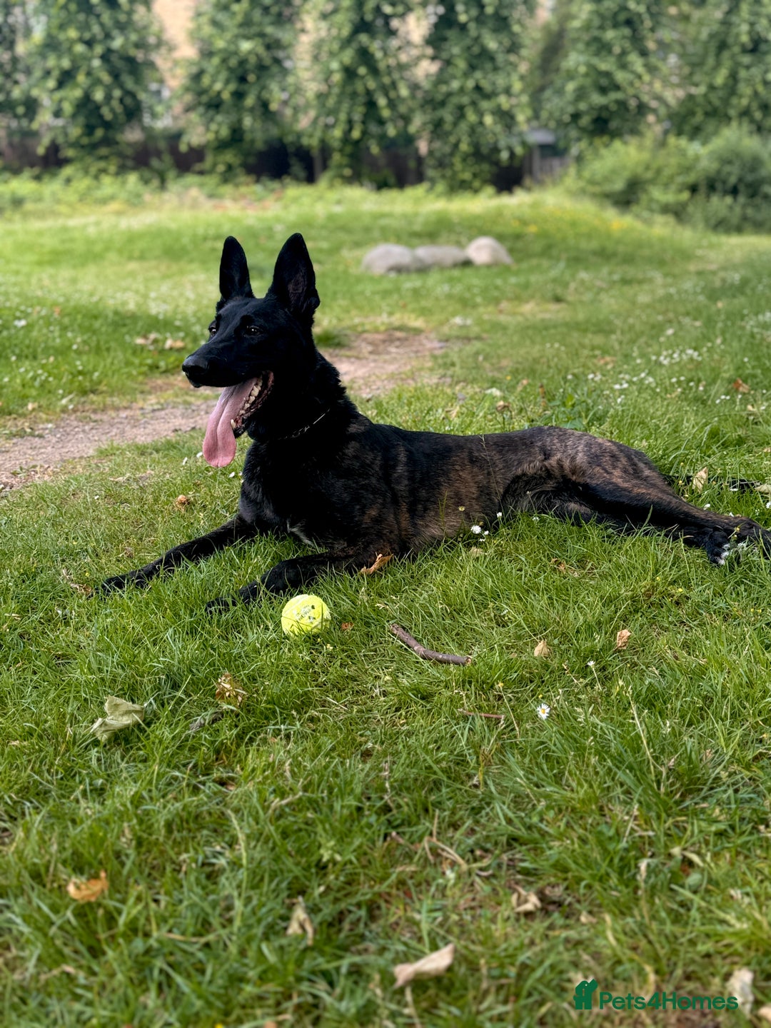 Belgian Shepherd Dog dogs for sale: Belgian Malinois – Female - Image 6