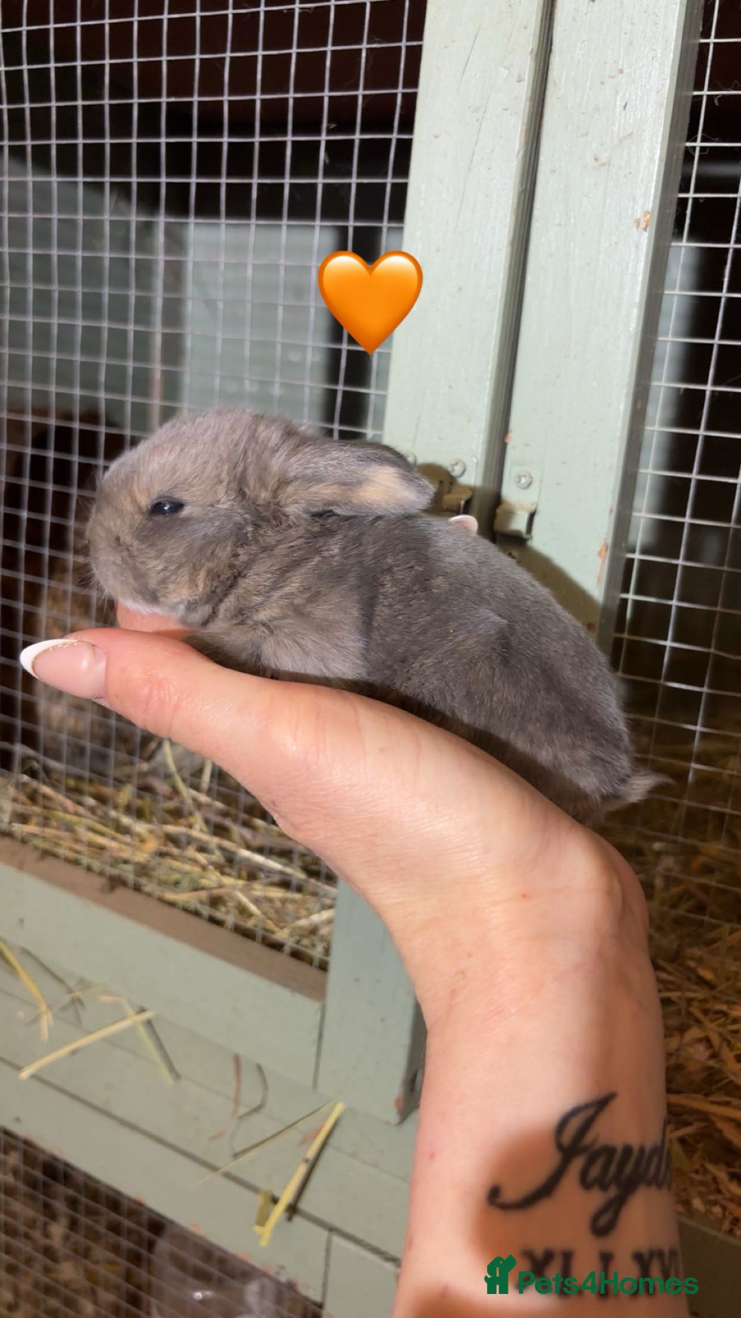 Mini Lop rabbits for sale: Beautiful colour mini lop rabbits  - Advert 7